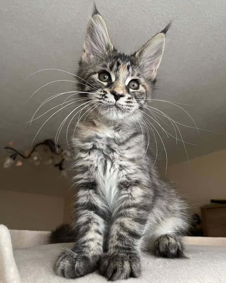 mainecooncatterypaws